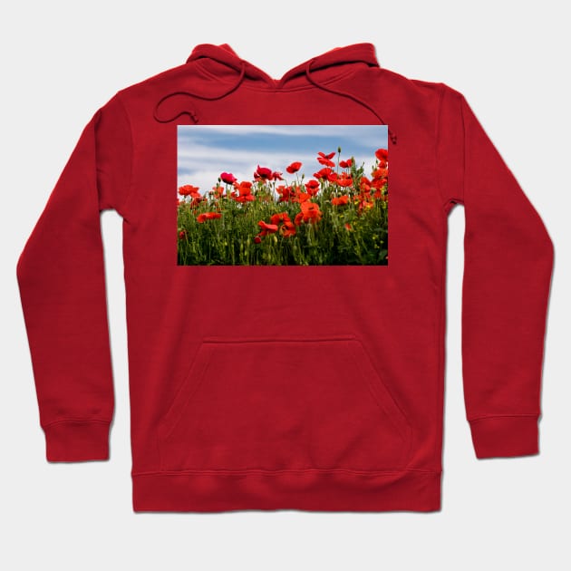 Blood red Poppies against a blue sky Hoodie by Violaman